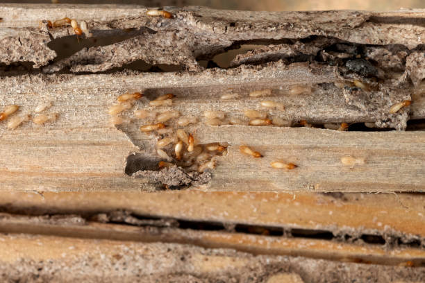 Best Wasp Removal Services  in Commack, NY