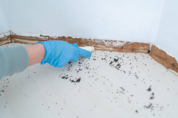 Trusted Commack, NY Pest Control Experts